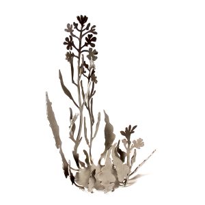 Brassica Lux,  Candle and Candle Holder Set